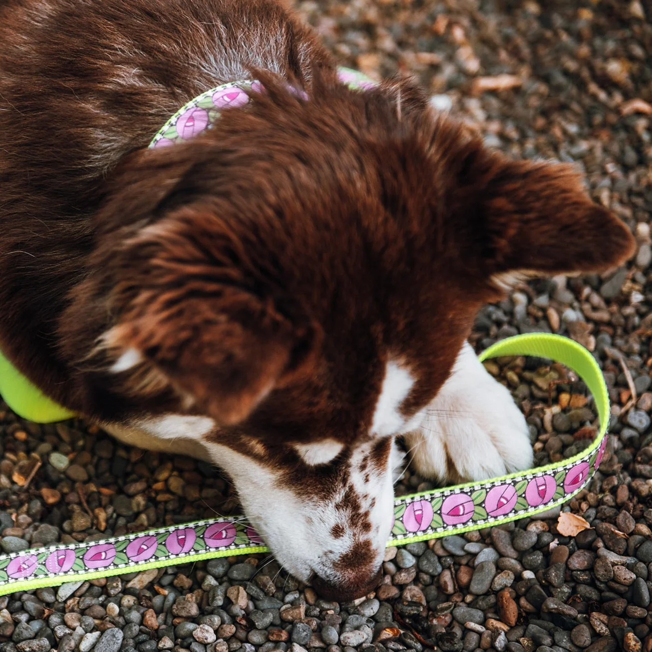 Cottage Rose Dog Collar - Image 2