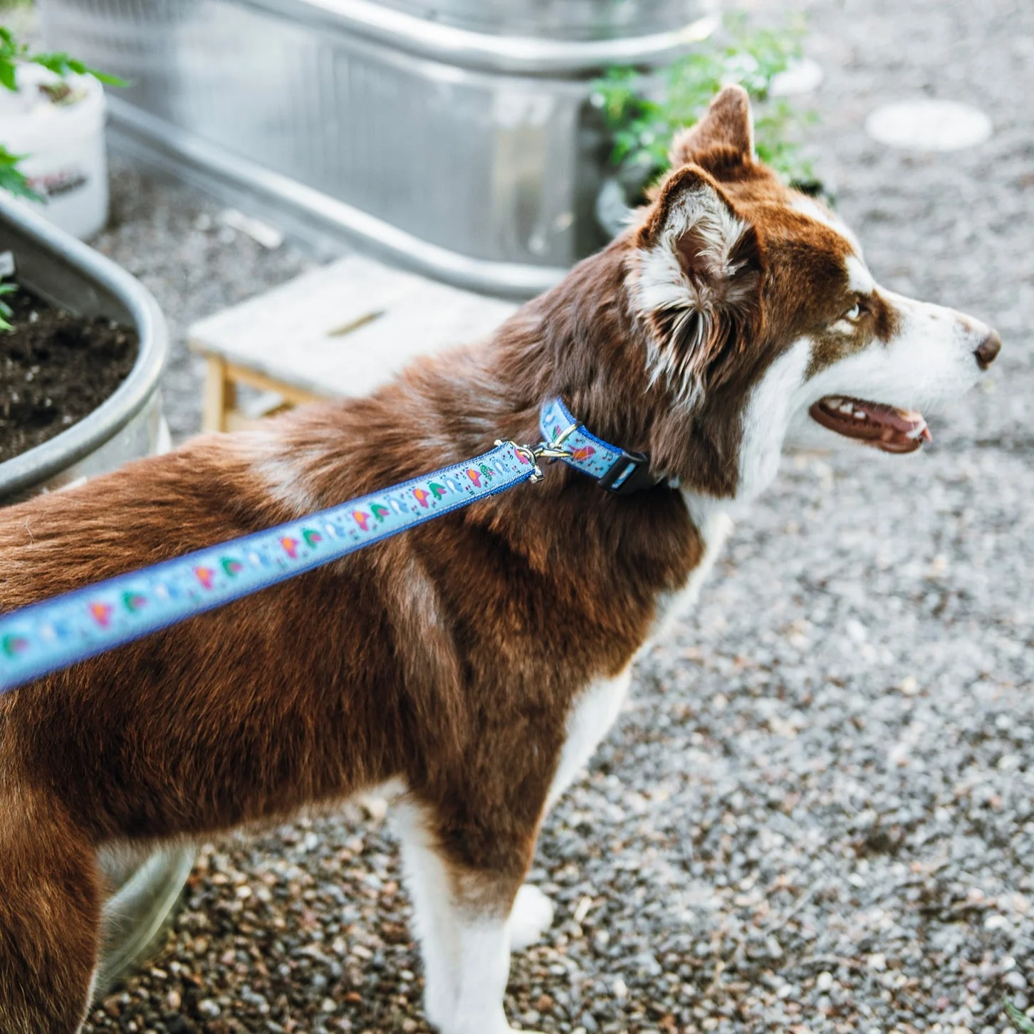 Songbirds Dog Leash - Image 3
